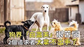 The dog industry ”white rich beauty” is very distressed  by two ”soil fat round” pursuers are angry