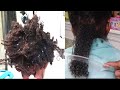 HOW TO DETANGLE TODDLER EXTREMELY MATTED NATURAL HAIR WITH ALOE VERA NO FUSS