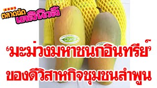 ตลาดนัดเดลินิวส์ เสนอ“มะม่วงมหาชนก-กระเทียมอินทรีย์”ของดีวิสาหกิจชุมชน จ.ลำพูน |เดลิ[HOT]นิวส์140563