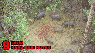 BERBURU HAMA BABI HUTAN | NYANGGONG - EP.02