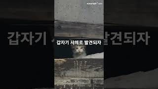 경기도 파주시 아파트 단지 내.. 길고양이 연쇄 살해 사건