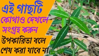 অনন্তমূল গাছের ঔষধিগুণ ও উপকারিতা Anonto mul gacher upokarita o gunagun #alochona #etc