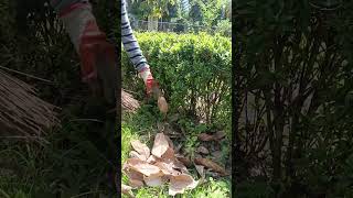 SWEEPING DRY LEAVES #shorts #viral #trending #sweep #shortvideo #trendingshorts