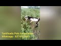 ஜமுனாபரி ஆடுகள் விற்பனைக்கு jamunapari goats goats for sale tamilnadu pets tamil