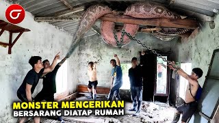 MERINDING! Terdengar Suara Mengerikan Didalam Rumah Kosong, Ternyata Ular Raksasa Bersarang Di Atap