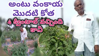 brinjal cultivation in telugu- అంటు వంకాయ సాగు,దీర్ఘకాల దిగుబడి