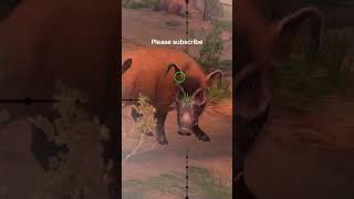 Hunting Hog videos  in Africa forest