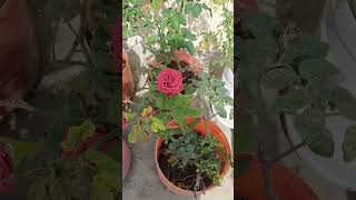 Mini Rose Garden #terracegarden  #beautiful #rose