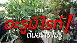 อะรูมิไรท์ ต้นอะไรไม่รู้ What's a plant? EP. 19