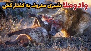 وادوملا شیر نری که کفتارهای خالدار را سلاخی کرد : مستند حیات وحش