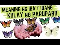 🦋 Kahulugan ng KULAY ng PARUPARO | Puti, Itim, Dilaw at iba pang COLORS ng Butterfly - MEANING, SIGN