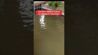 You Won’t Believe There’s An Alligator In This Pool!!! 😱🐊🫧#shorts #alligator