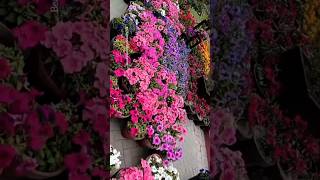 Beautiful petunia flower | garden tour