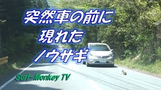 突然車の前に現れたノウサギ 180428 ~サーフモンキーTV