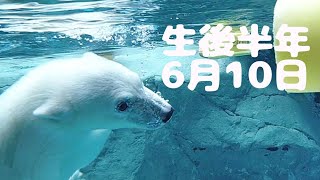 生後半年の日　水中でおもちゃで遊びダイブするピリカの赤ちゃん　ホッキョクグマ親子　ホッキョクグマベビー　旭山動物園