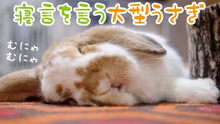 フレンチロップのごろ寝の秘密【大型うさぎ】French Lop