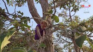 Tiny Monkey Joyfully Scaling a Tree