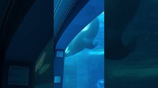 仰向け泳ぎも上手だよ　アース　名古屋港水族館#shorts