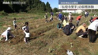 伝燈寺里芋の収穫体験