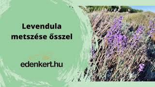 Levendula metszése ősszel