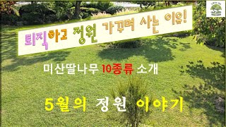 퇴직하고 정원 가꾸며 사는 이유! 미산딸나무 10종류, 행복한 5월의 정원