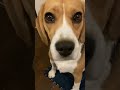 今宵も脳内に直接語りかけてくるビーグル犬 beagle いぬ dog