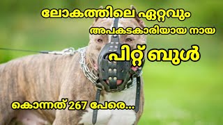 ലോകത്തിലെ ഏറ്റവും അപകടകാരിയായ ഡോഗ് പിറ്റ് ബുൾ / #pitbull #pitbullattack #dogbite #kunjansmedia