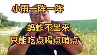 小雨一阵一阵，连阴天蚂蚱不出来，只能吃点喝点啃点，先稳住再说