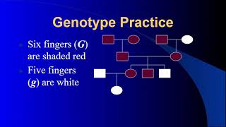 Genotypes on Pedigrees Notes Explanation