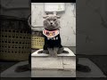 My Cat Uses the Toilet Like a Pro #cat #catfunny #cute #toilet #ytshortvideo #yt #ytstudio #ytviral