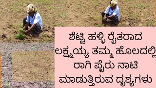 @agrianimals ಶೆಟ್ಟಿ ಹಳ್ಳಿ ರೈತರಾದ ಲಕ್ಷ್ಮಯ್ಯ ತಮ್ಮ ಹೊಲದಲ್ಲಿ ರಾಗಿ ಪೈರು ನಾಟಿ ಮಾಡುತ್ತಿದ್ದಾರೆ