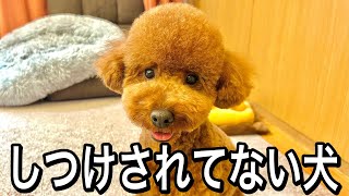 躾（しつけ）してない犬との生活見せます。【自由育成のプードル】