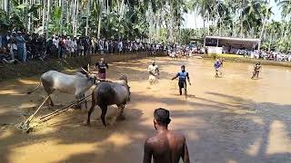 കൊണ്ടോട്ടി മുതുവല്ലൂരിൽ വെച്ച് നടന്ന കാളപ്പൂട്ട് മത്സരം 😄