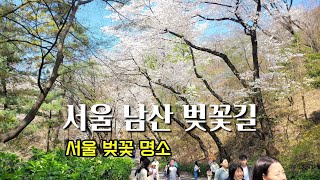 [서울 남산 벚꽃길] 당겨 핀 남산 벚꽃 절정. 벛꽃명소. 서울남산 벚꽃길산책 Seoul Namsan Cherry Blossom Road