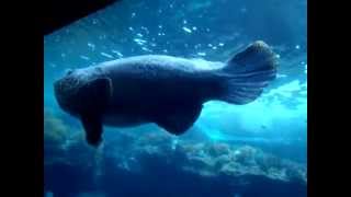 美ら海水族館＊タマカイ(ｼﾞｬｲｱﾝﾄｸﾞﾙｰﾊﾟｰGiant grouper)