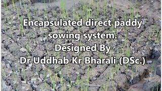 Encapsulated direct paddy sowing system | Dr Udhhab Kr Bharali |