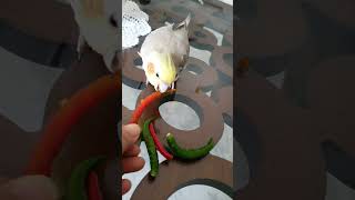 Cucu loves to eat chilli 🌶 #birdslover #cockatielfood#birdsinging #birdsing #cockatielsinging