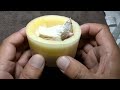 hand feeding yellow back gouldian u0026 fawn social finch baby