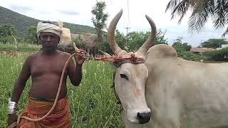 கன்னிமார்பாளையம் வடமதுரை கிராமம் வெள்ளைச்சாமி நாயக்கர் AVL வளர்க்கும் ஸ்ரீ ஜக்கம்மா சலருது