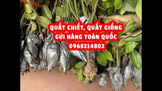 Mua Quất chiết | Quất giống chuẩn nhiều quả, lá xanh to