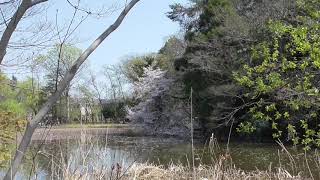 石神井公園20190406 2