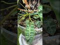 Philodendron Billietiae Short Growth Update #shorts #plants #houseplants #shortvideo #aroidaddicts