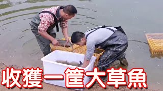 【石頭記事】小鄧今天來魚塘抓了一筐大草魚，7 5元一斤拉到村口賣，太暢銷了