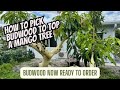 Top Working A Mango Tree To A New Variety and Selecting Budwood