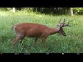 Random Summer Trail Cam Buck Hunting Strategies