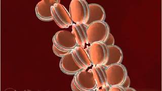 Gene 3-D