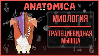 Трапециевидная мышца / Анатомия, строение, функции / Миология