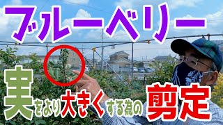 【ブルーベリー #5】より大きいブルーベリーにする為の大切な剪定作業【剪定作業第二弾】