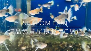 Shalom fish 沙龍好魚 #純品系黃尾禮服 #大C緞母 年輕少女們 #純品系孔雀魚 #shalomfish黃禮