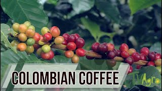 What's so special about Colombian coffee? - TvAgro By Juan Gonzalo Angel